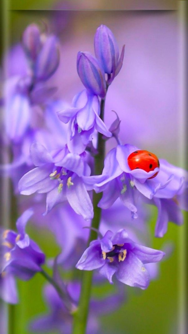 божья коровка насекомое