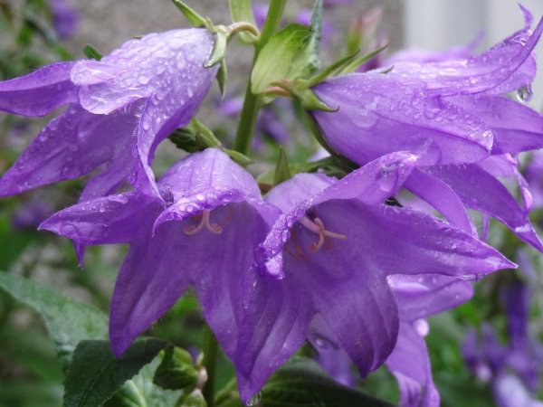 кампанула лесная