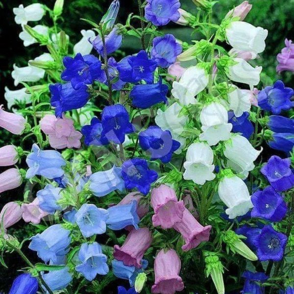 колокольчик средний веселый перезвон