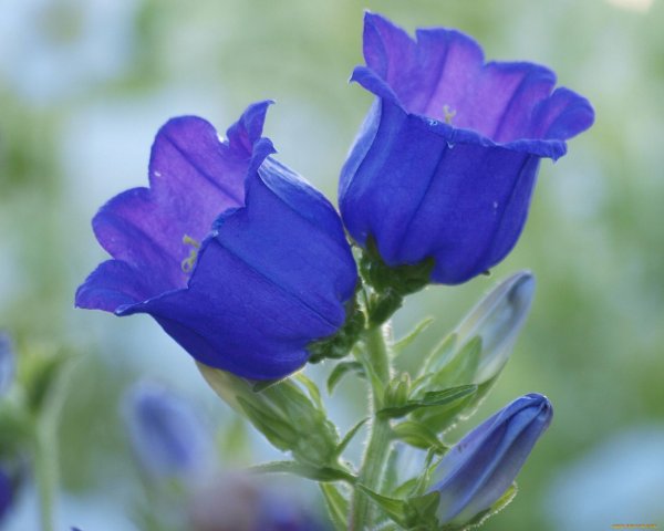 колокольчики цветок