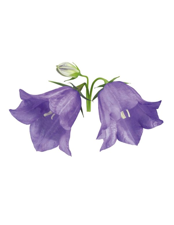 колокольчик кампанула фон