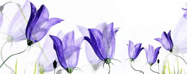 колокольчики цветы рисунок