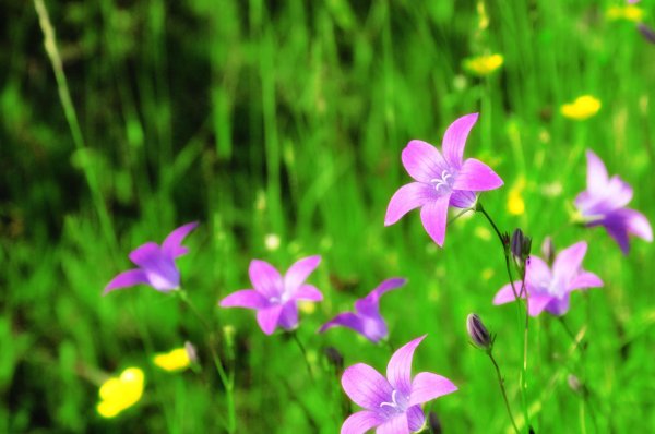 колокольчики полевые