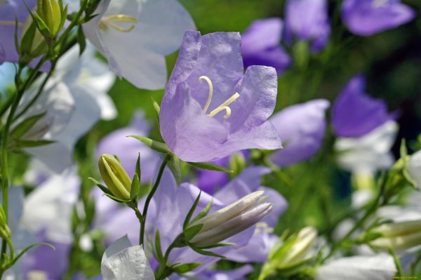 колокольчик карпатский