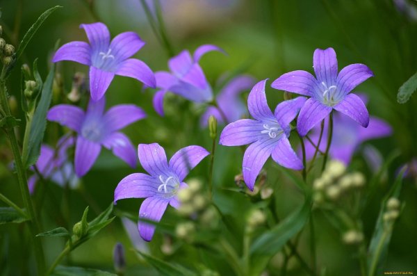 растение колокольчик