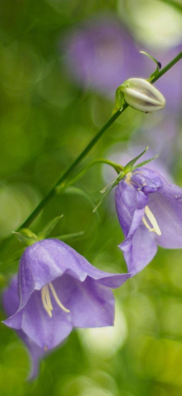 лесные колокольчики