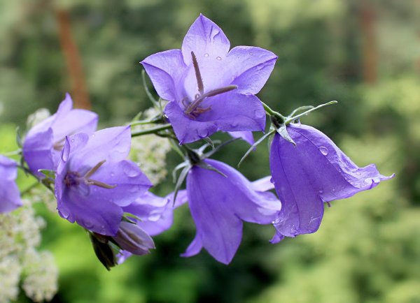 колокольчик обыкновенный