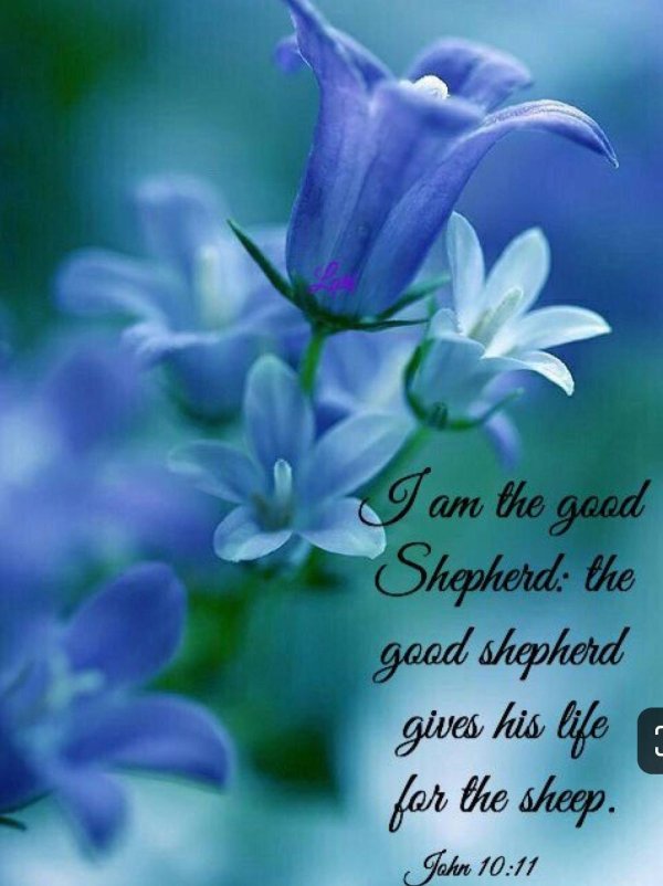 колокольчик голубой