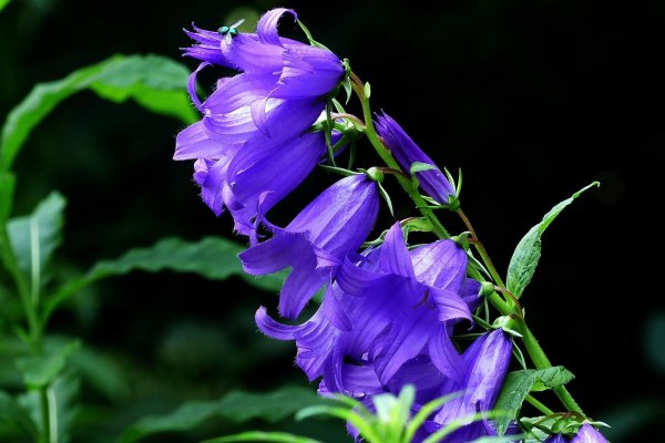 колокольчик широколистный