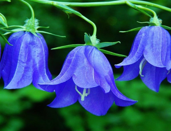 колокольчики синие