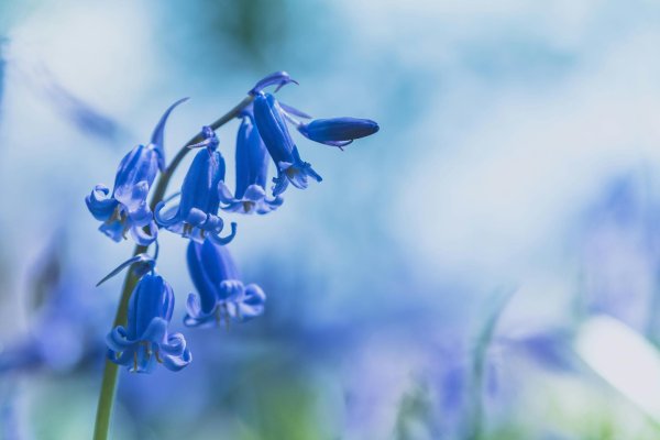 bluebell blue bell
