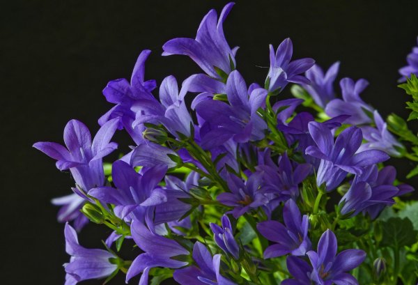 кампанула лиловая