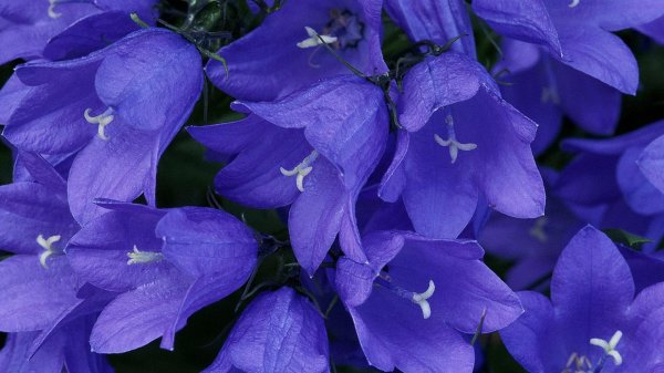 синие колокольчики