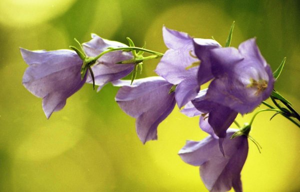 широколистный колокольчик