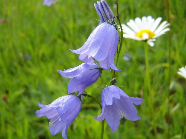 колокольчик луговой