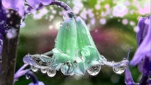 колокольчики растение