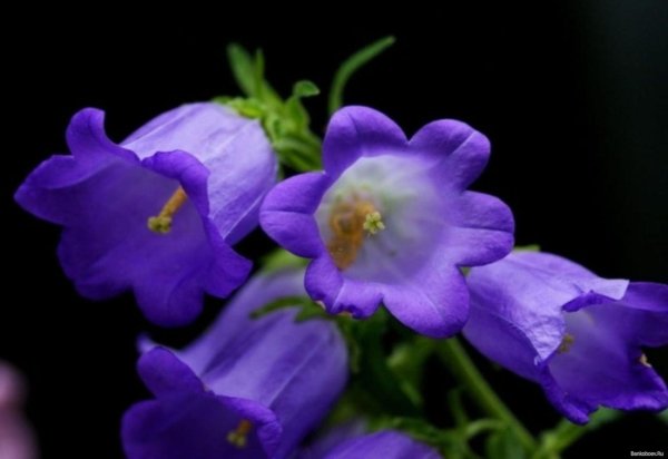 колокольчик кампана дип блю