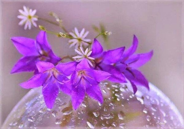 полевые цветы колокольчики