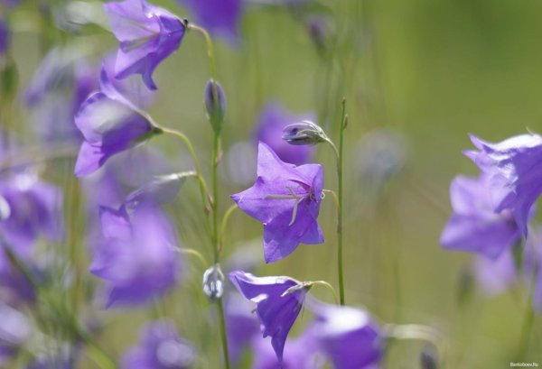 колокольчик луговой