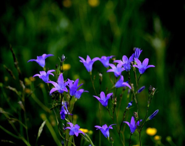 колокольчики полевые