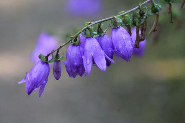 creeping bellflower
