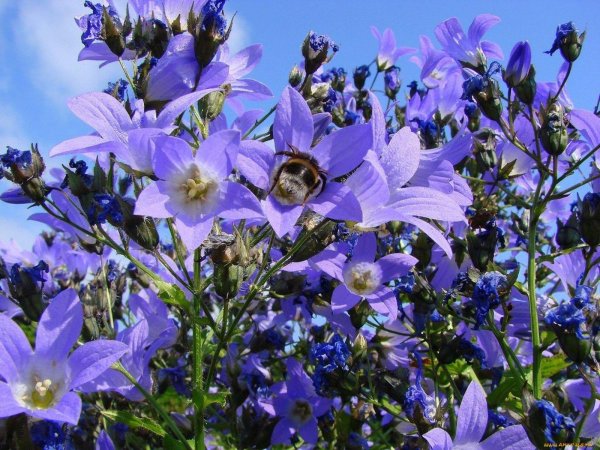 кампанула васильковая