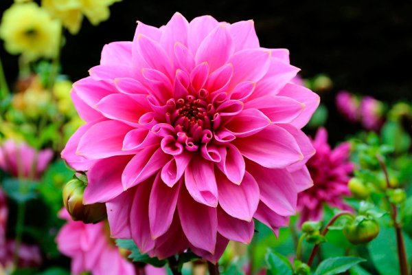 георгины dahlia