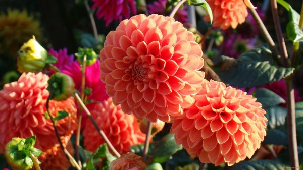 георгина цезарь палас