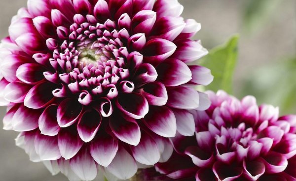 георгины dahlia