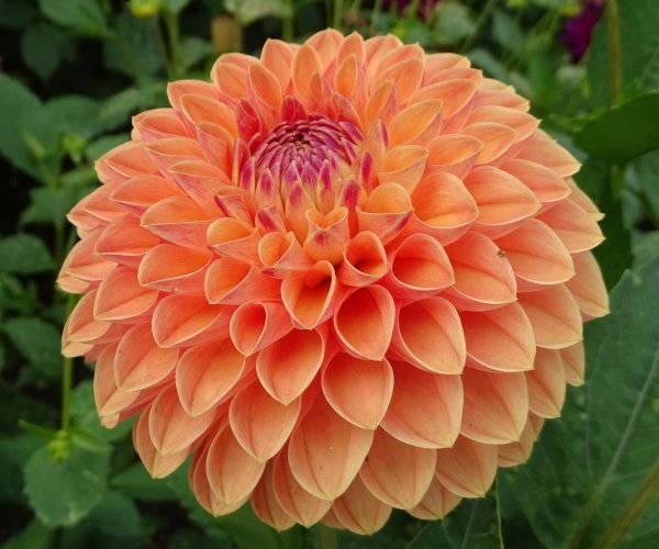георгины dahlia