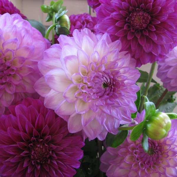 пионовидные георгины