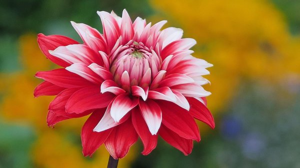 георгин tyrell