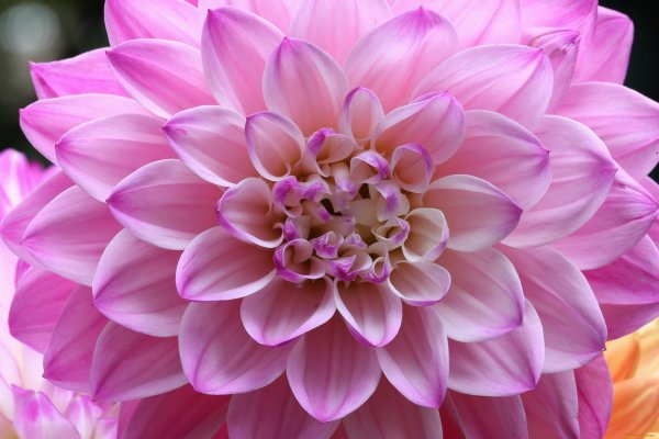 розовые георгины