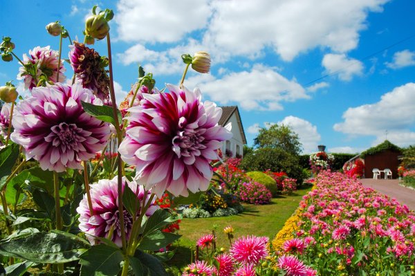 георгины на клумбе