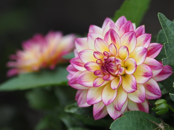 красивые георгины