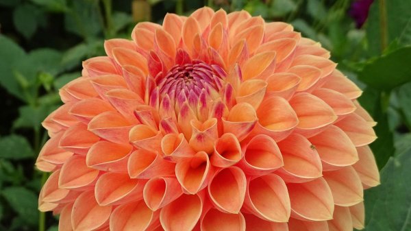 георгин далия оранжевый