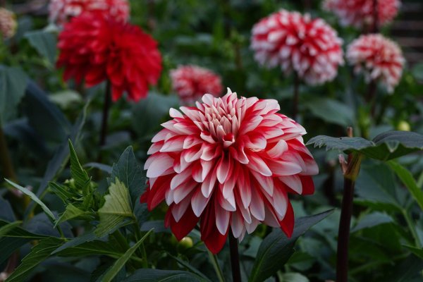 георгин dahlia tirza