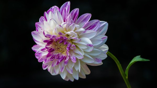 георгин фэнтези дю кап