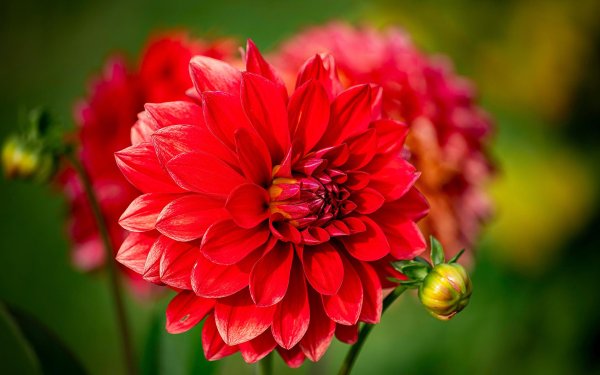 красные георгины