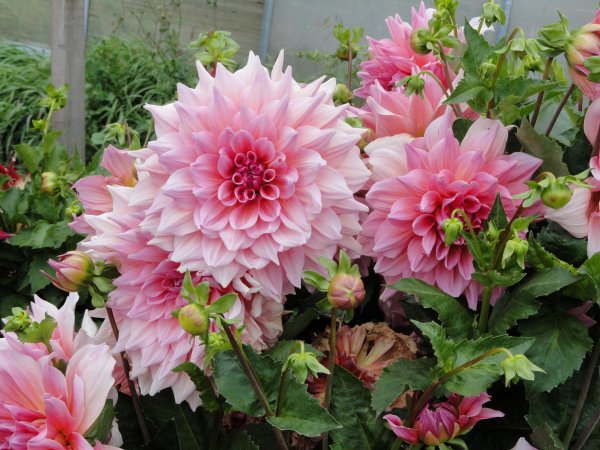 георгины куст