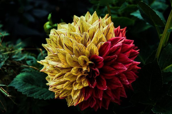 георгины dahlia