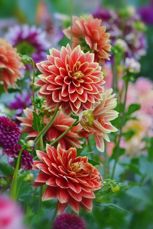 георгин брекен сара