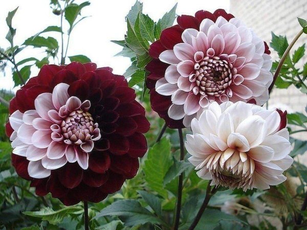 георгины садовые