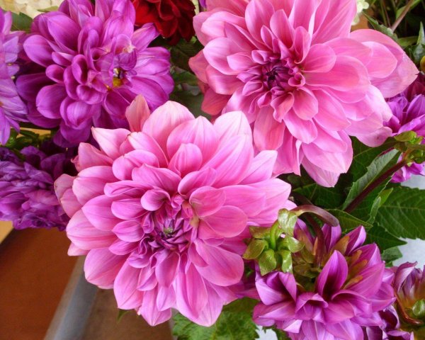 пионовидные георгины