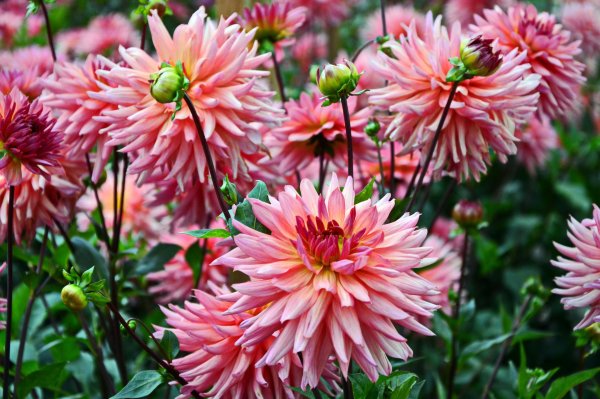 георгины поле