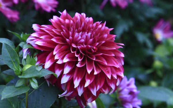 георгин черный принц