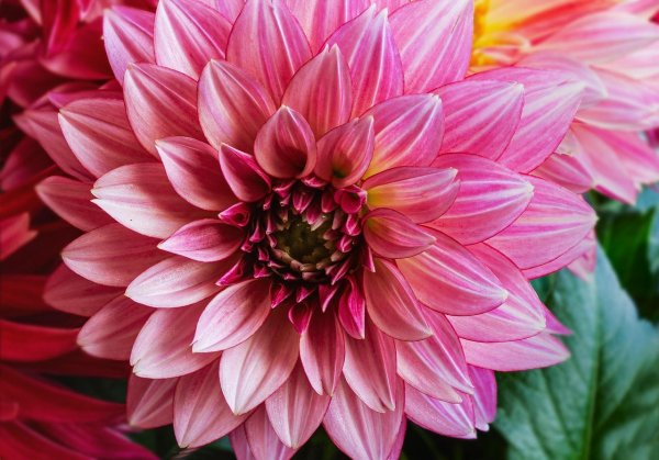 георгин лотос