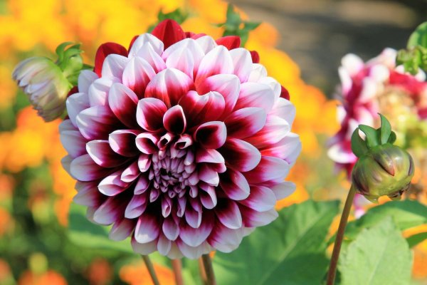 георгин виттем