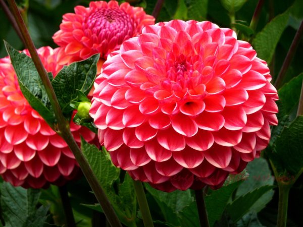 георгины dahlia
