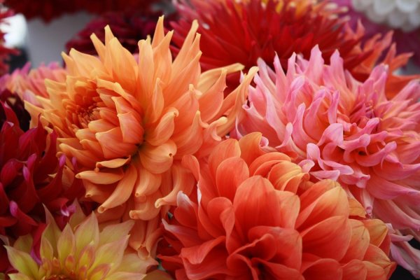 георгины цветы